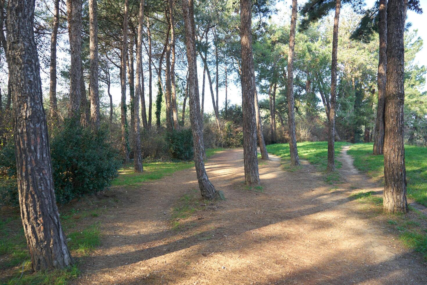Deep forest and path photo