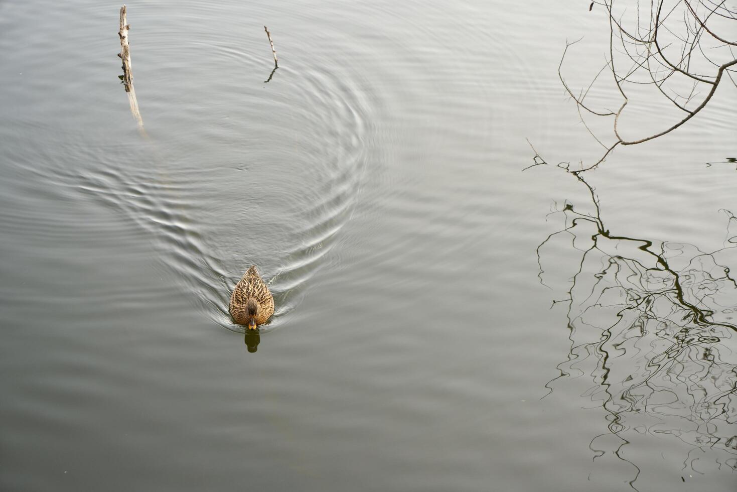 Lake in a forest photo