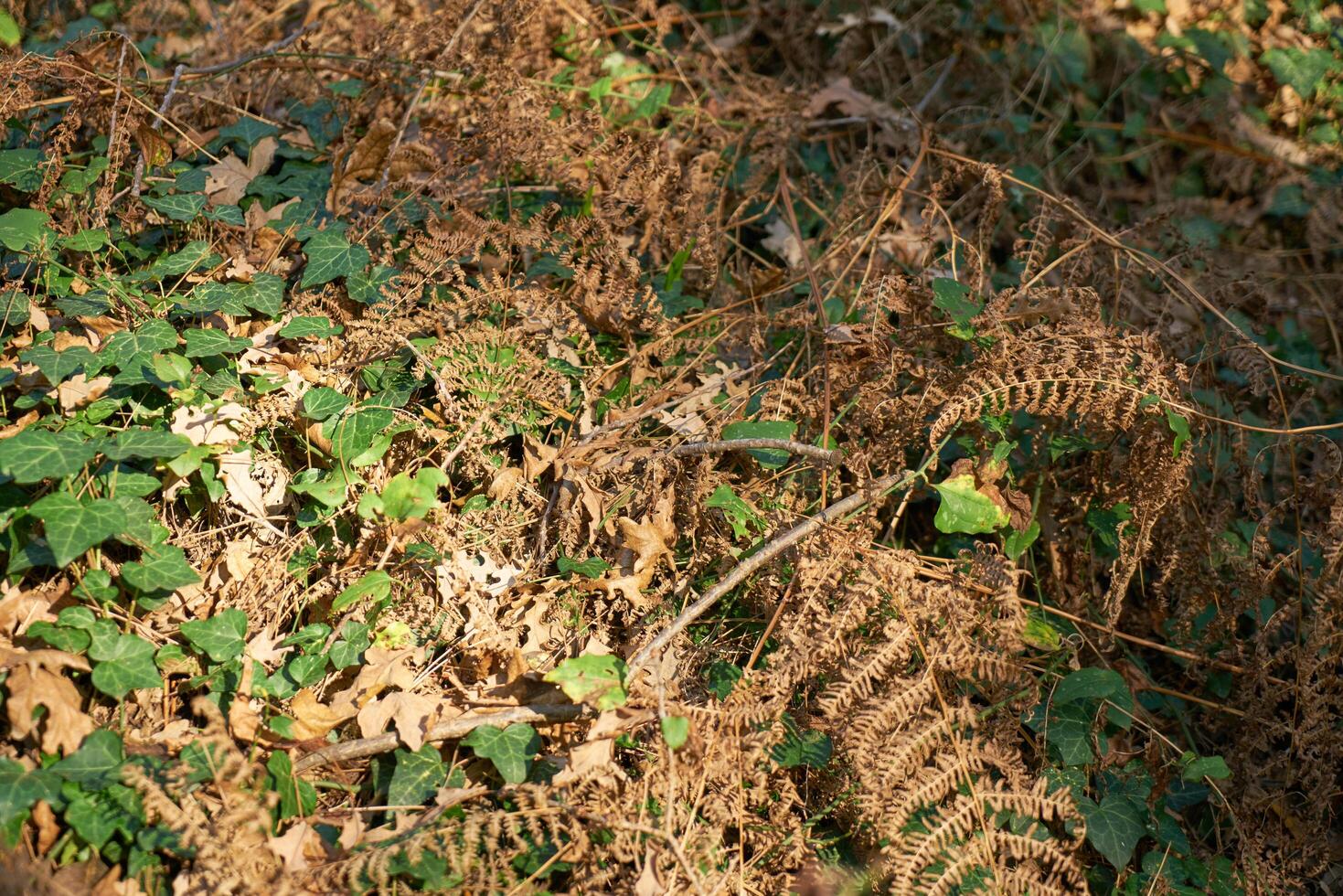 Deep forest and path photo