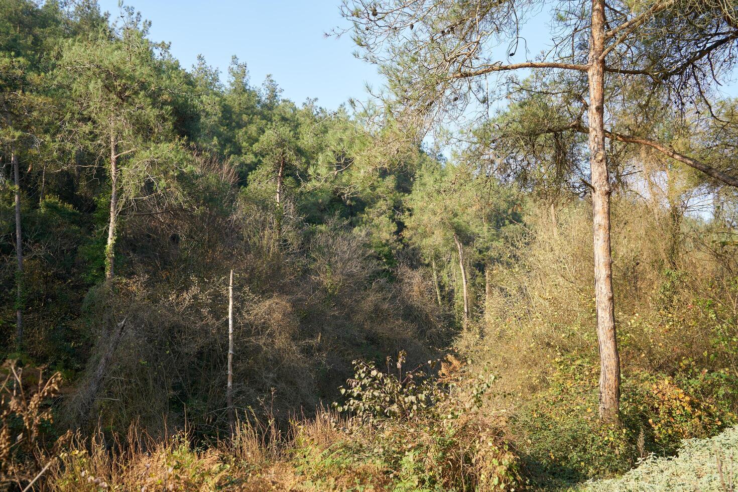Deep forest and path photo