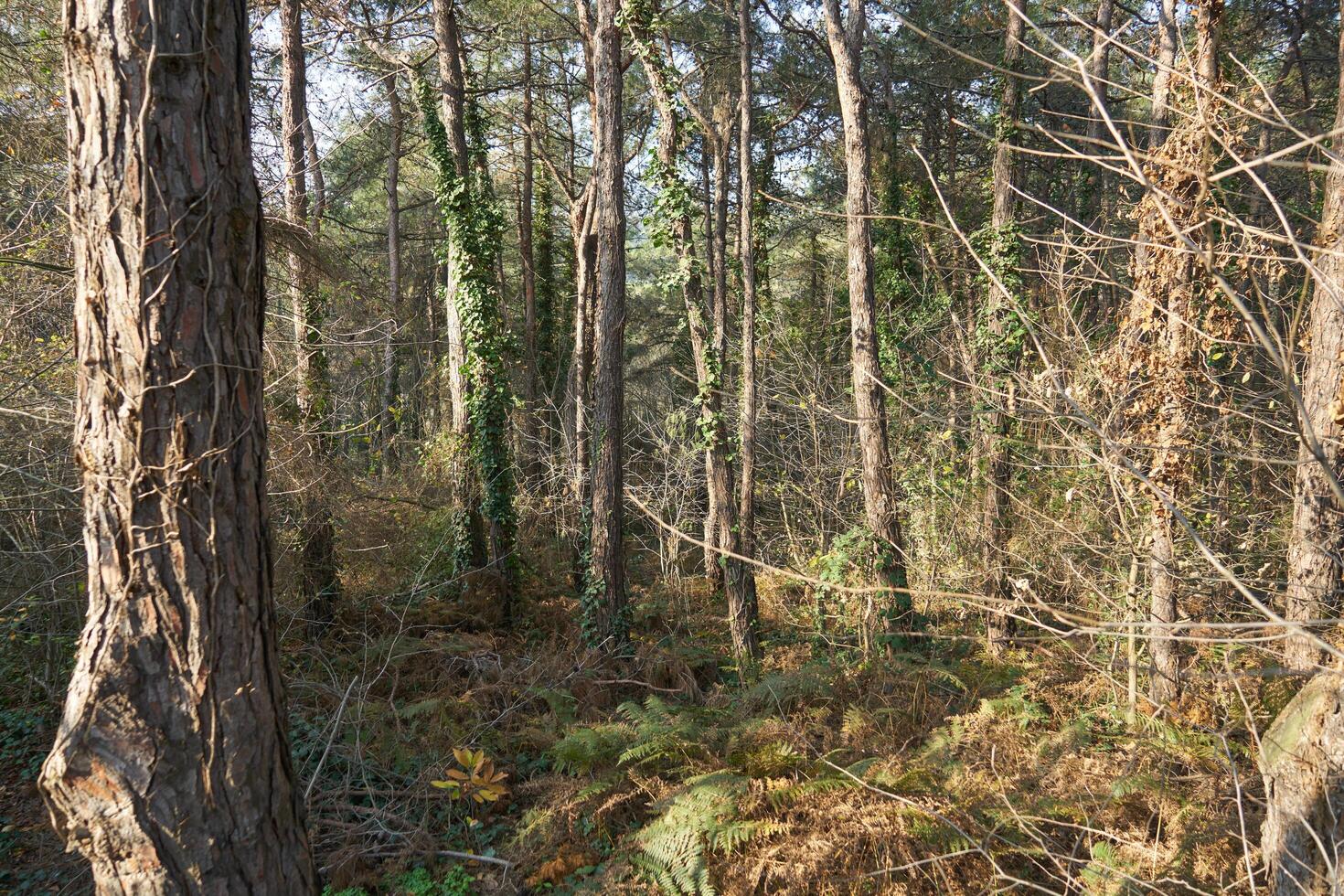 Deep forest and path photo