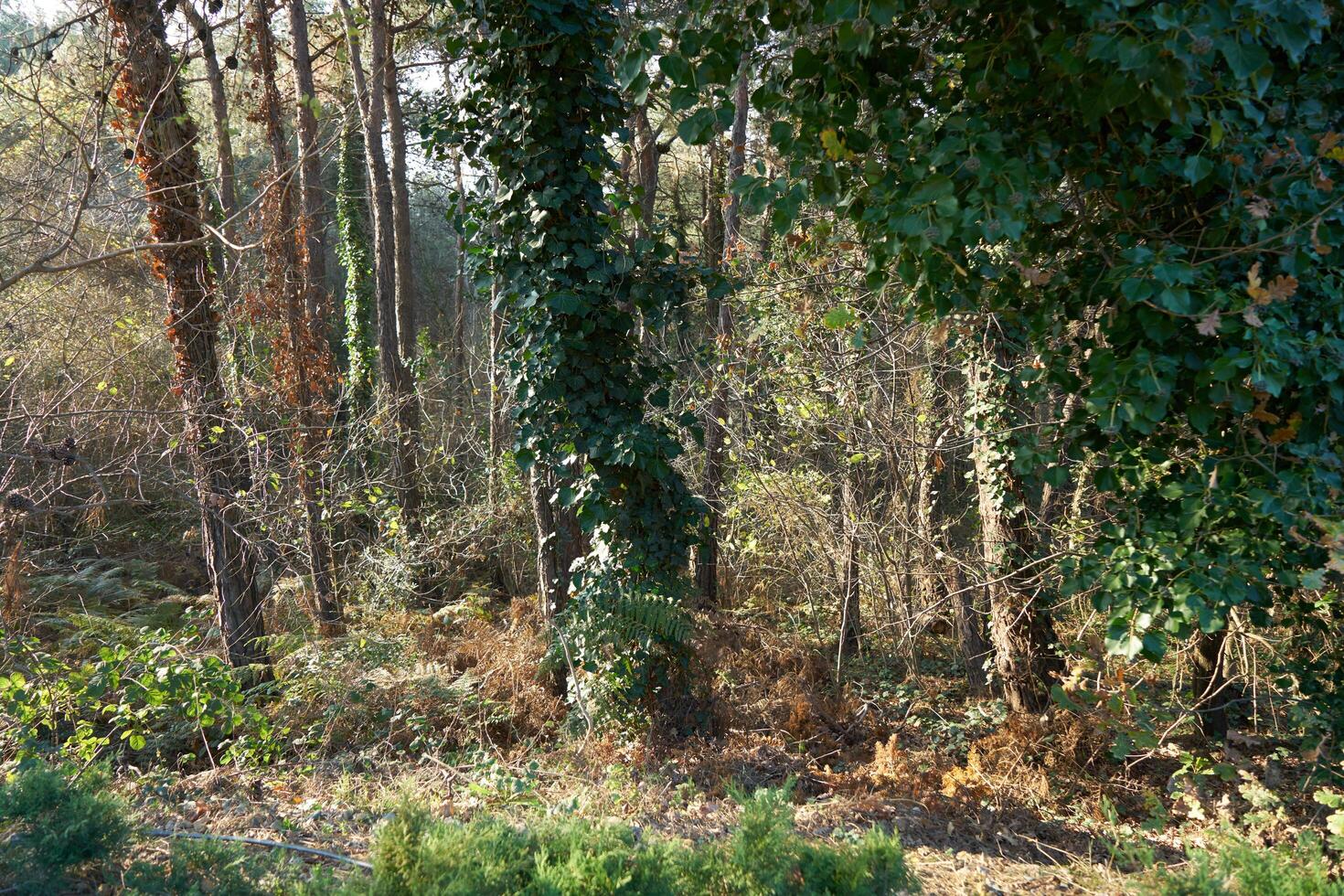 Deep forest and path photo