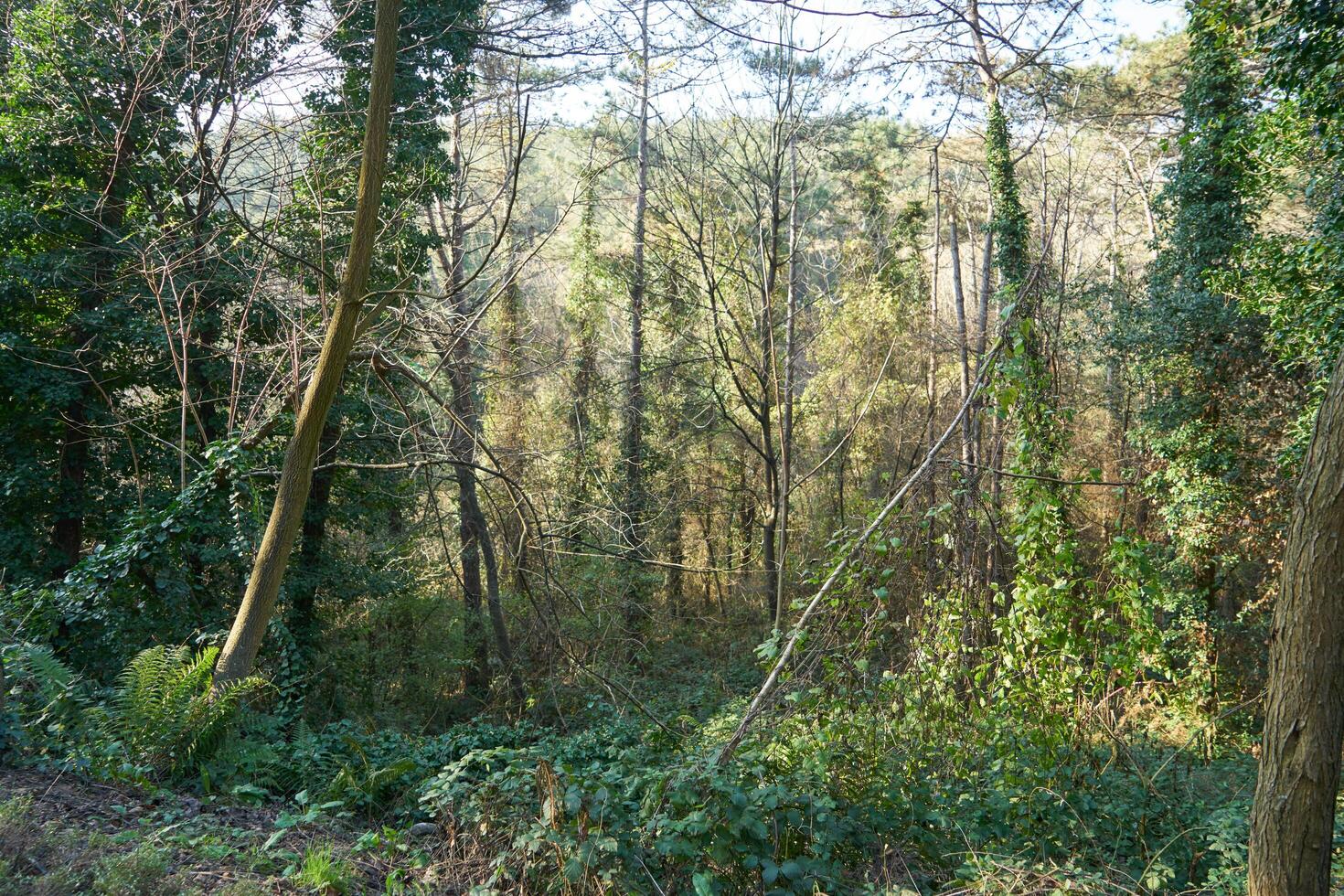 Deep forest and path photo