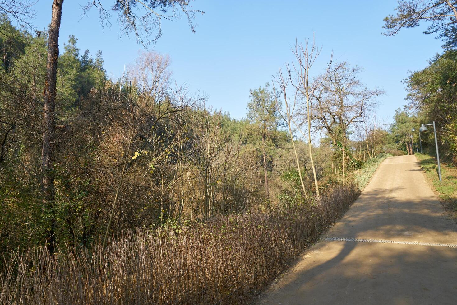 Deep forest and path photo