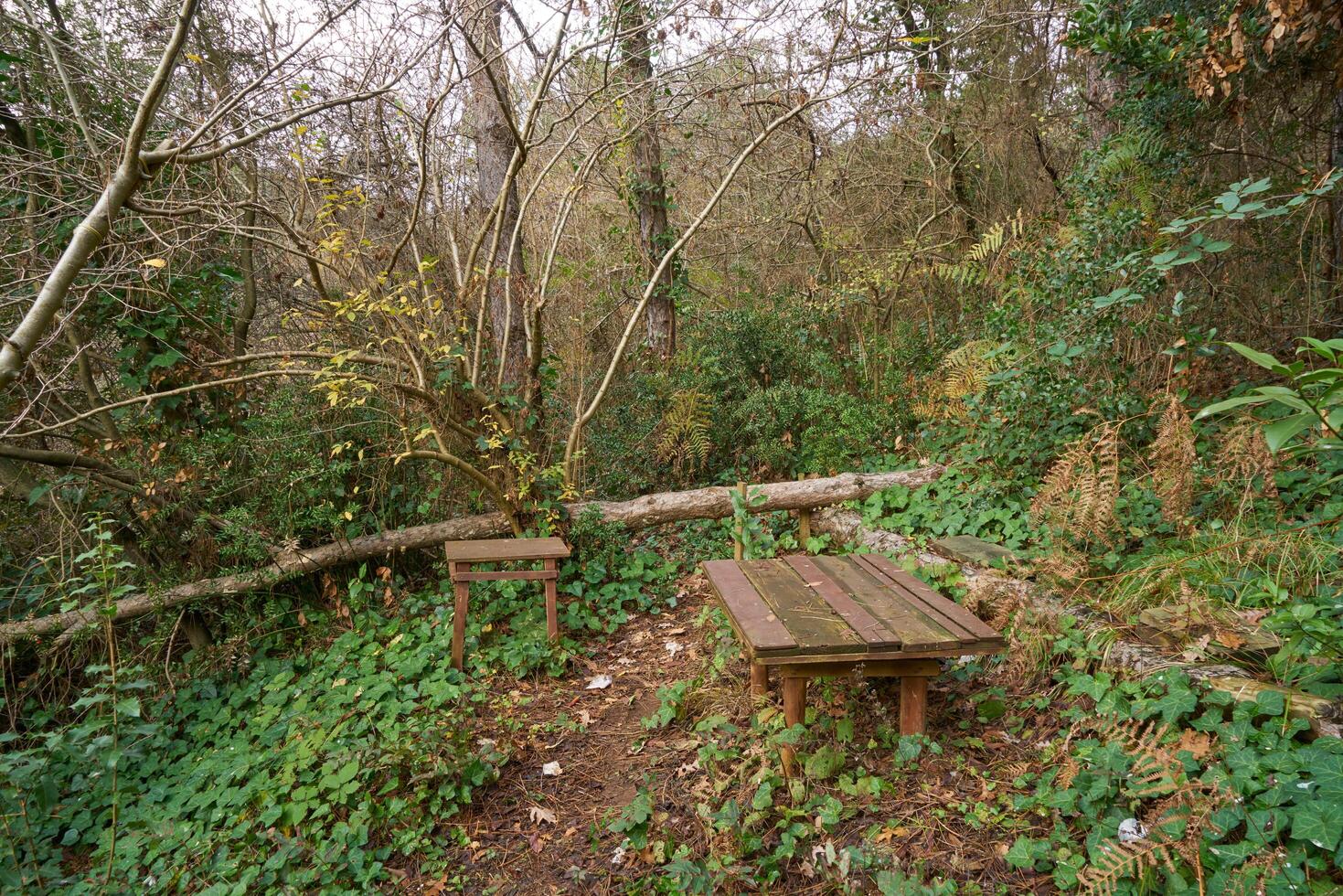 Deep forest and path photo