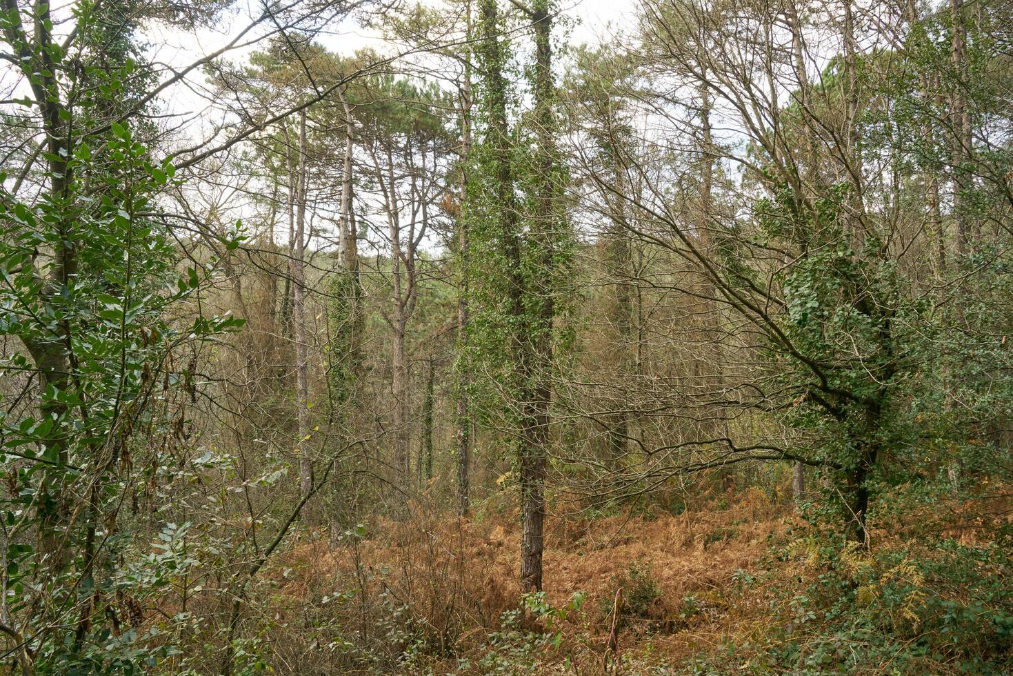 Deep forest and path photo
