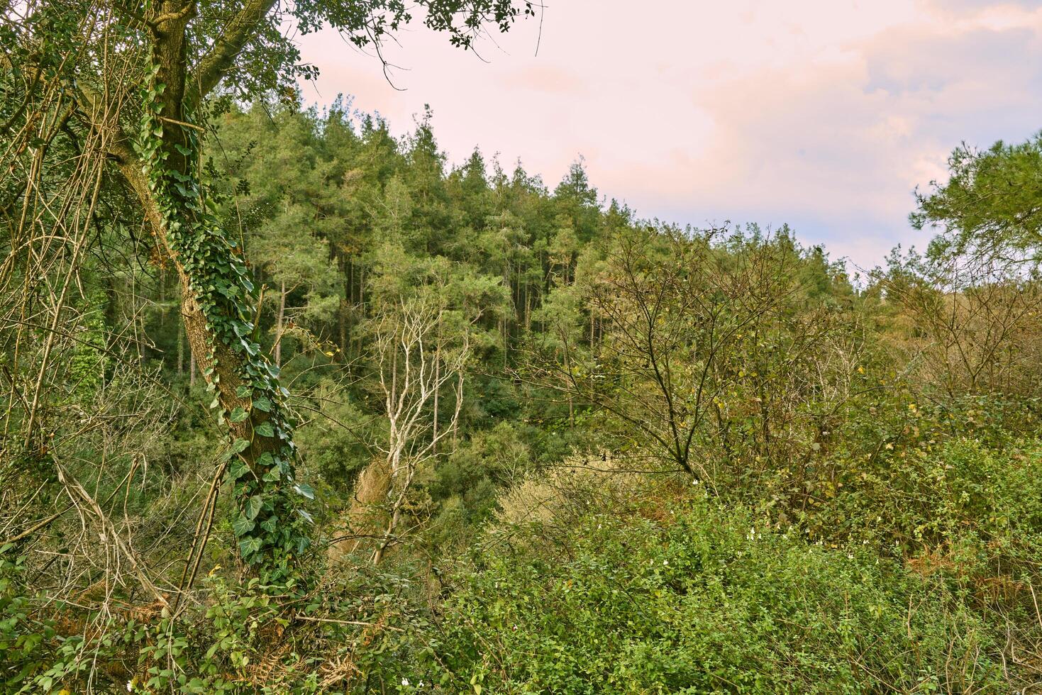 Deep forest and path photo