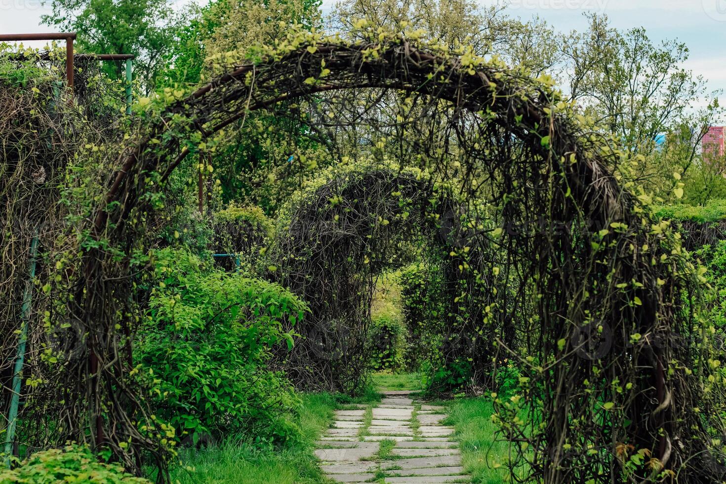 Figurative arches from plants, a geometric shape in a landscape garden photo