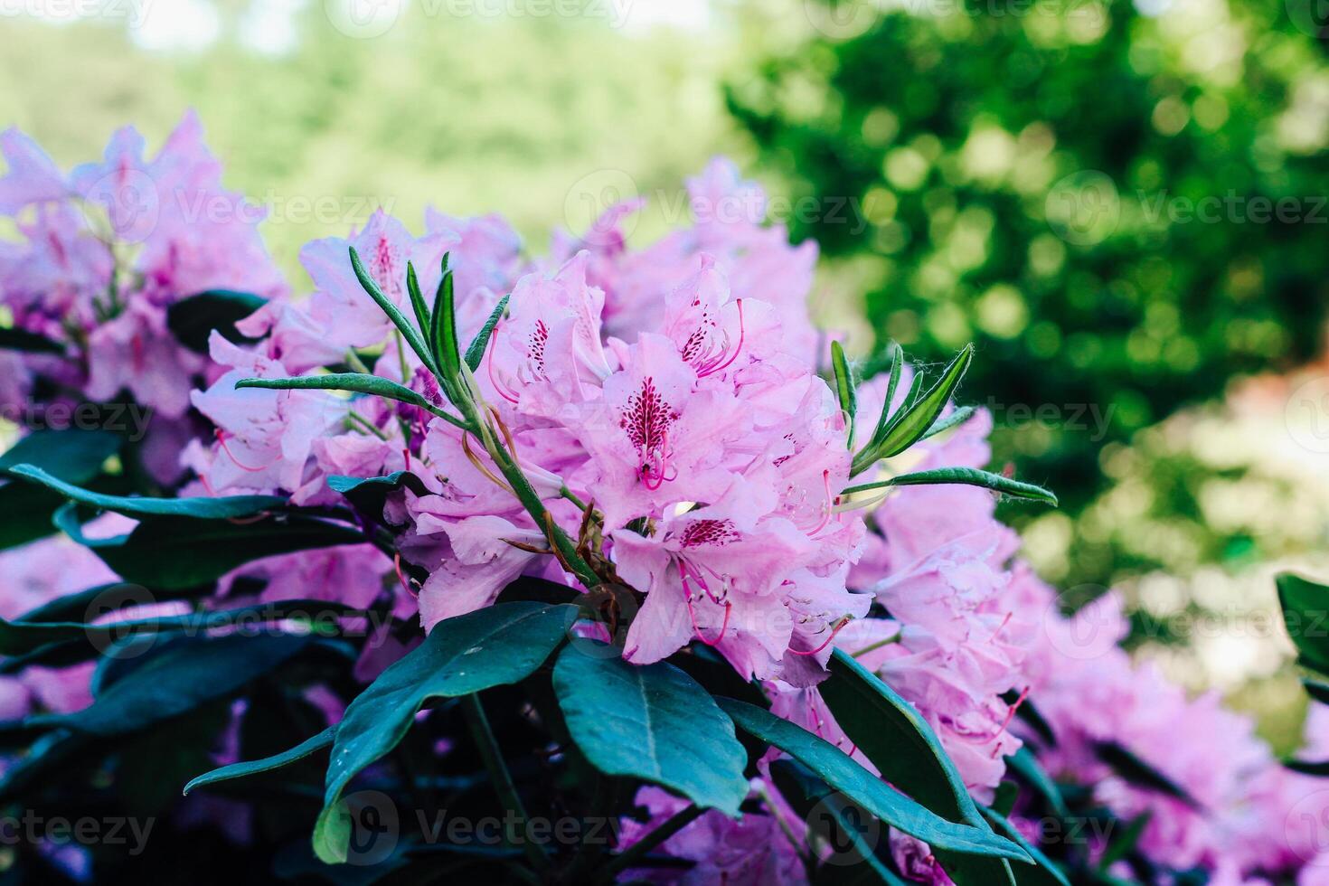 Plant bush purple rhododendron close up photo
