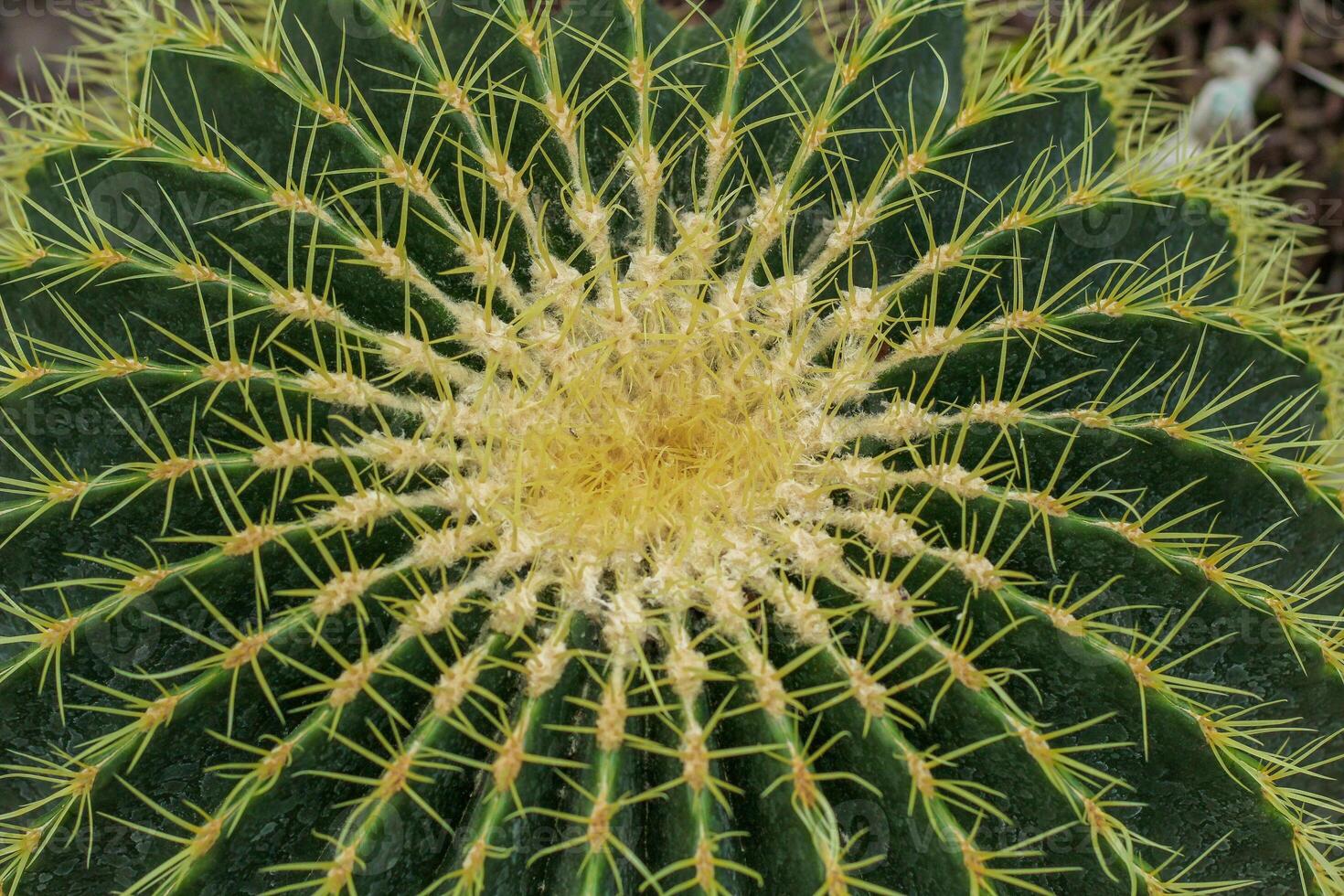 Cactus Ferocactus pilosus round with thorns in the desert close-up photo