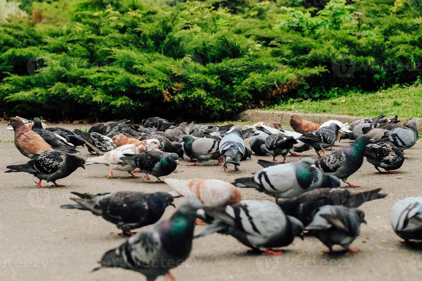 A flock of pigeons in the park near juniper bushes photo