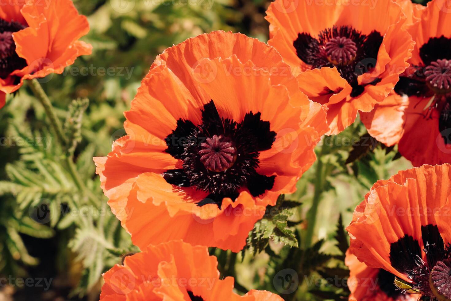 Red poppy flowers in the garden close-up photo
