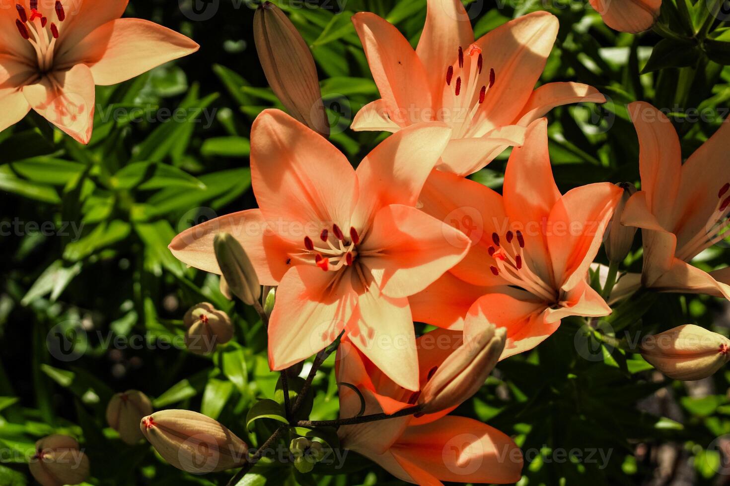 Orange lily bushes close-up in the garden photo