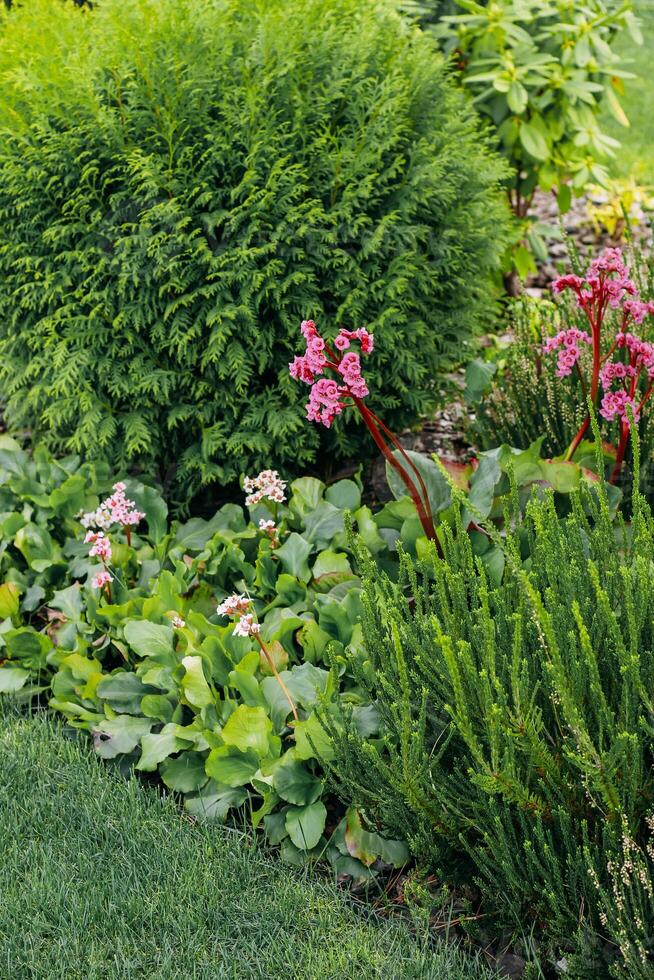 Bergenia cordifolia close-up in landscape garden photo
