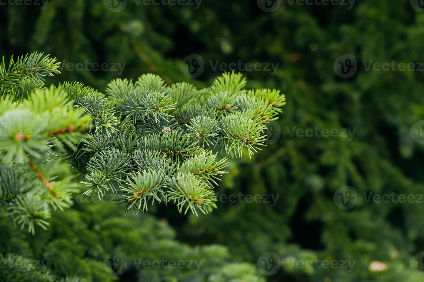 Picea pungens Engelm plant in the garden close-up photo