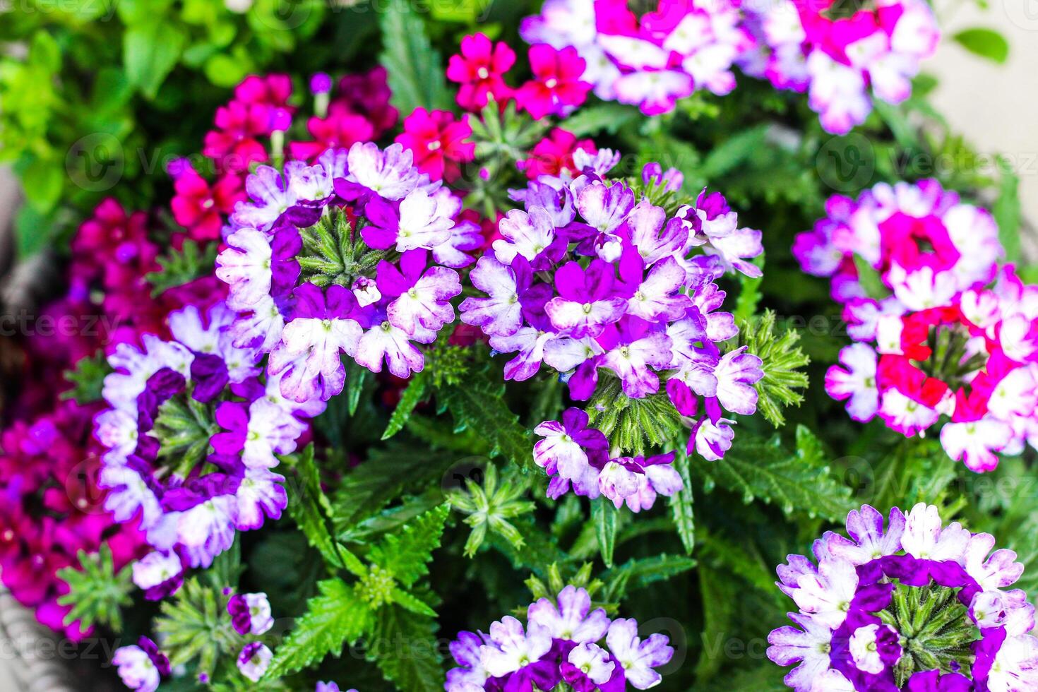 Pink and purple primrose in the garden, close-up photo