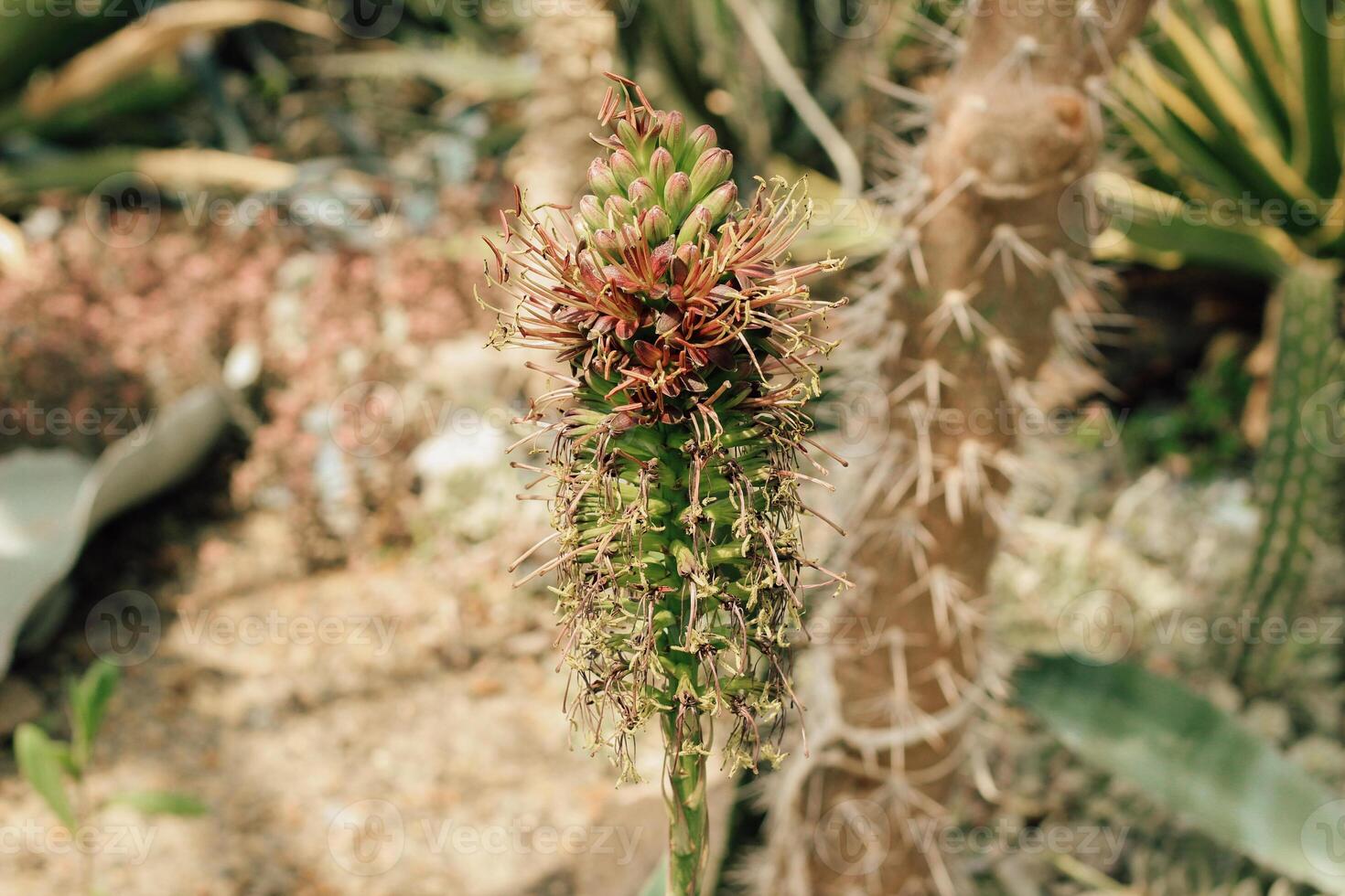 Cactus Ferocactus pilosus round with thorns in the desert close-up photo