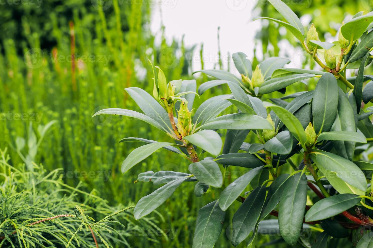 Rhododendron green decorative in landscape garden photo