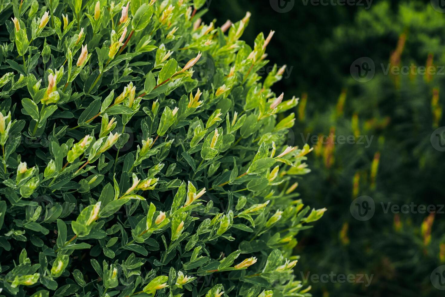 Whole-leaved willow Salix integra close-up in landscape garden photo