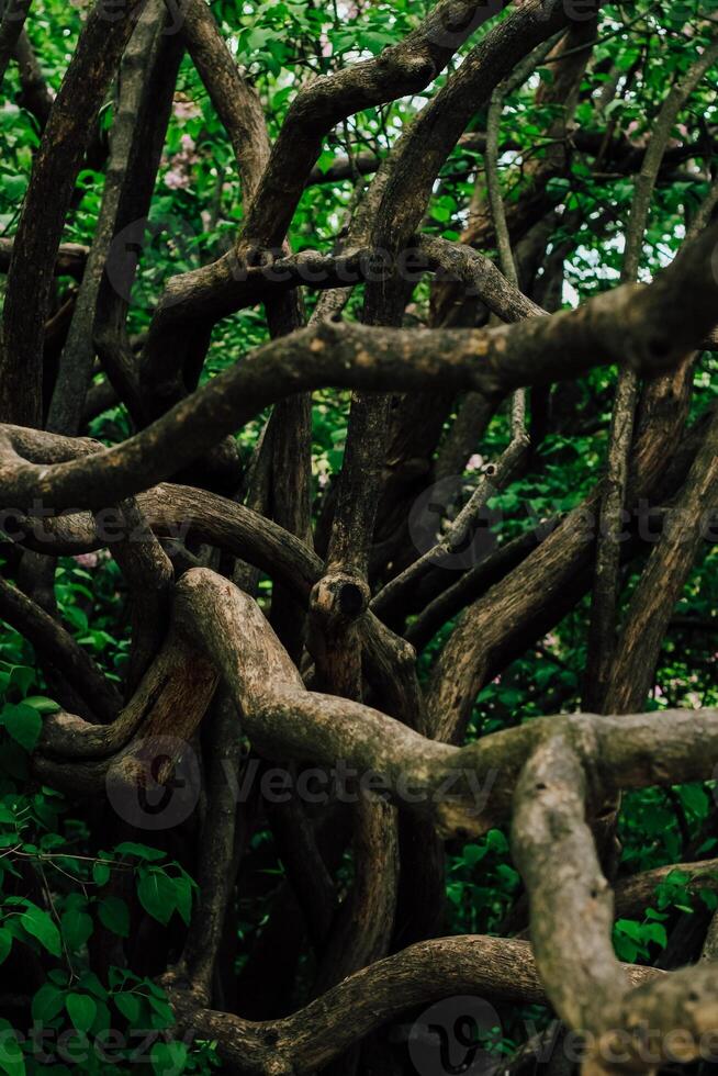 Intertwined branches of bushes, jungle photo