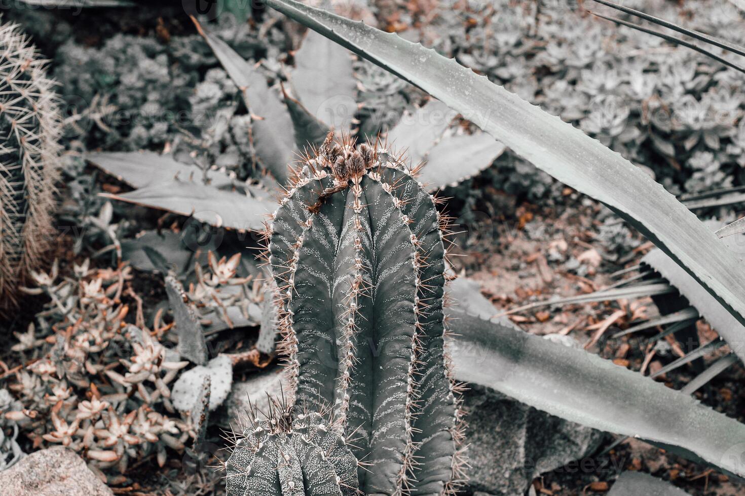 Cactus Ferocactus pilosus round with thorns in the desert close-up photo
