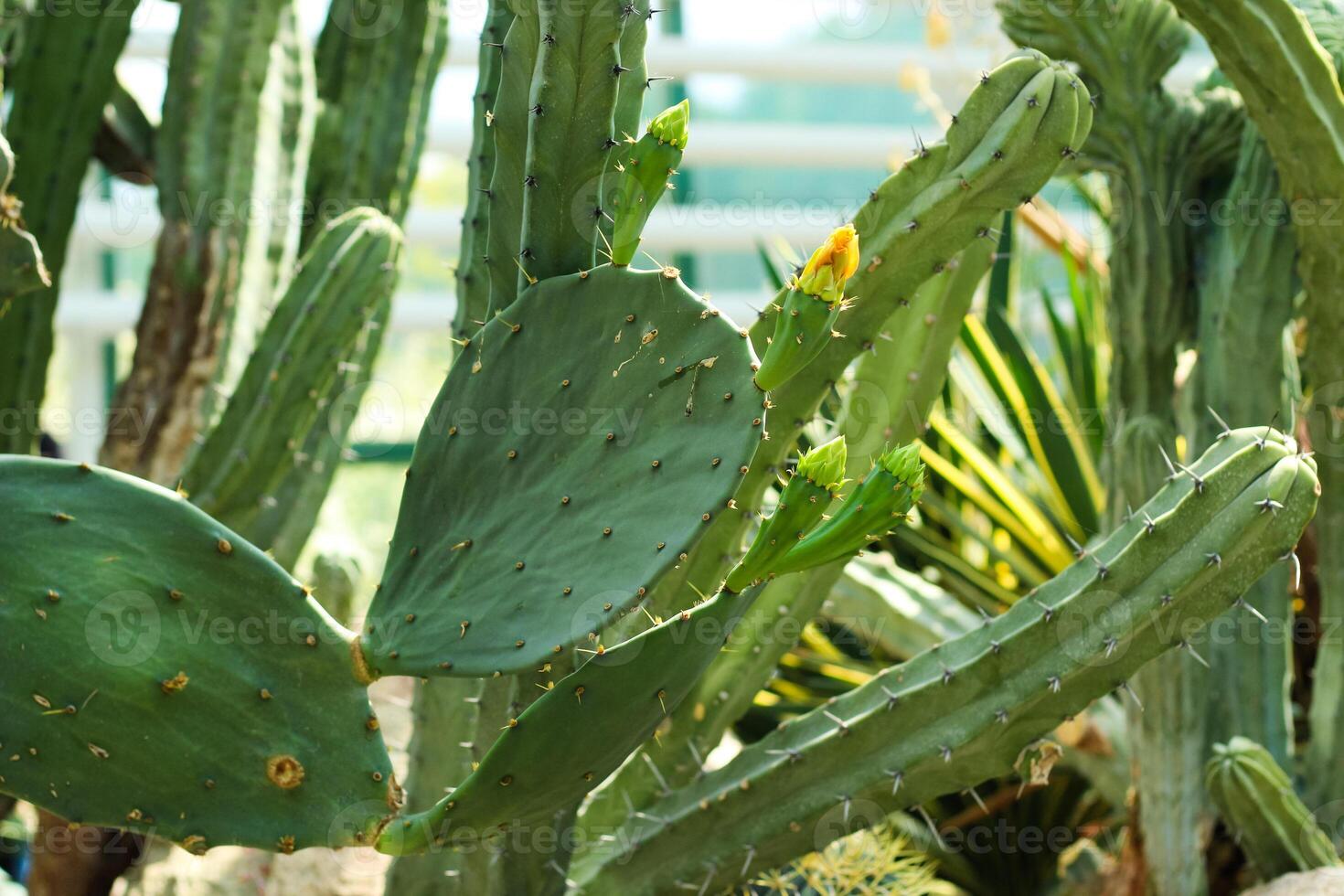 Echinopsis pachanoi plant in the desert close-up photo