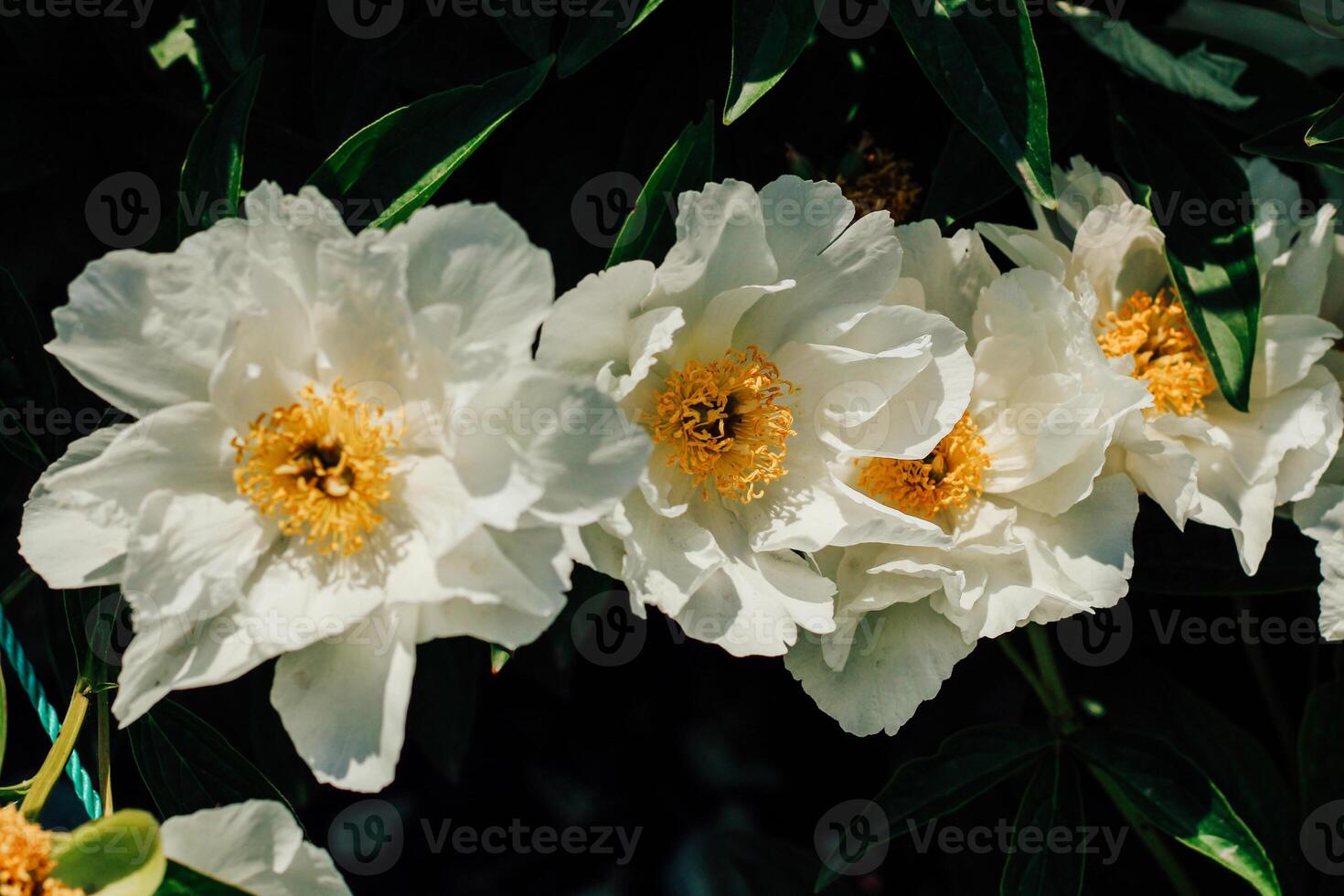 White peonies with a yellow center in the garden close-up photo