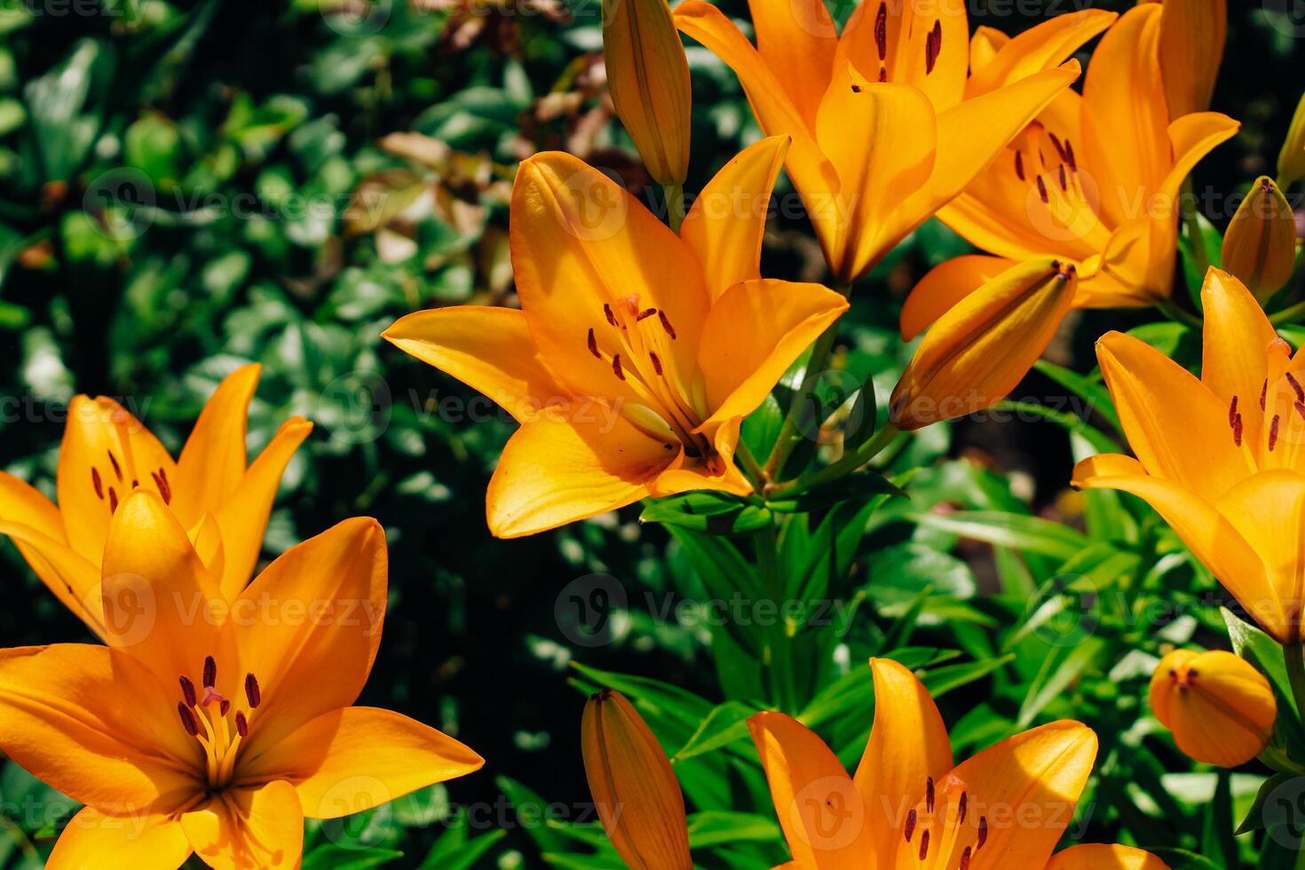 Orange lily bushes close-up in the garden photo