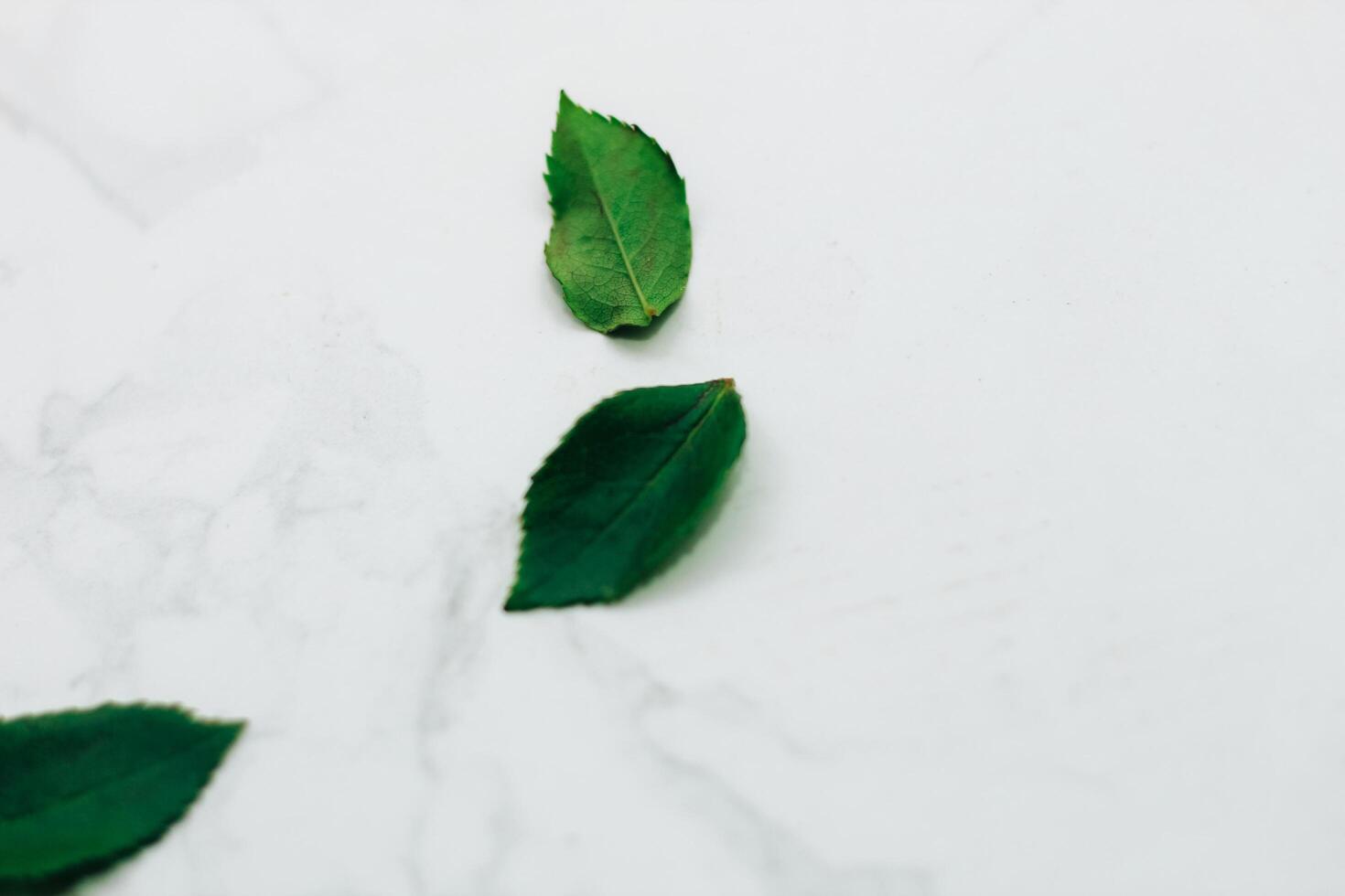 Rose leaves on a white marble background with space for text photo