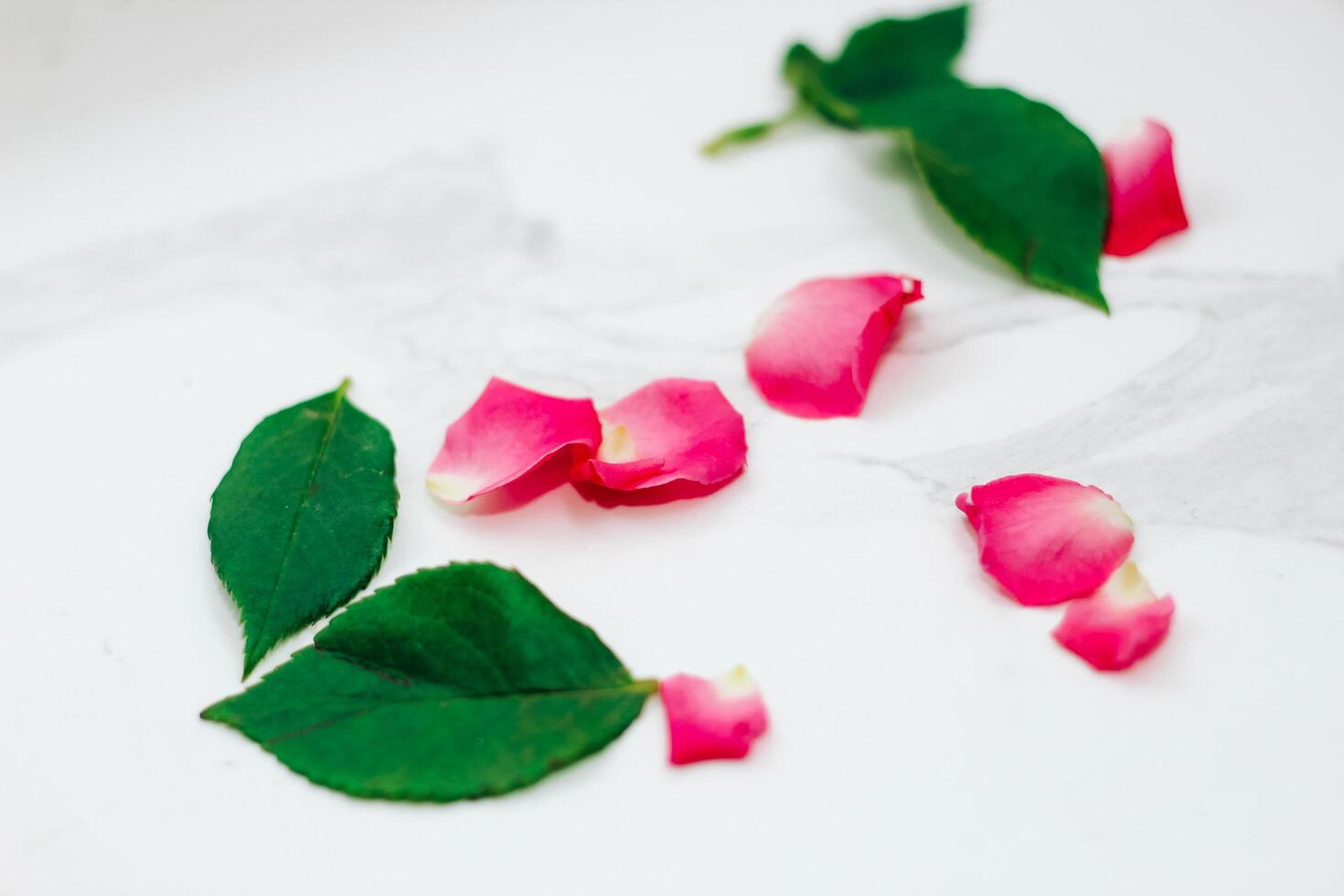Petals of pink roses on a white background with a place for text. photo