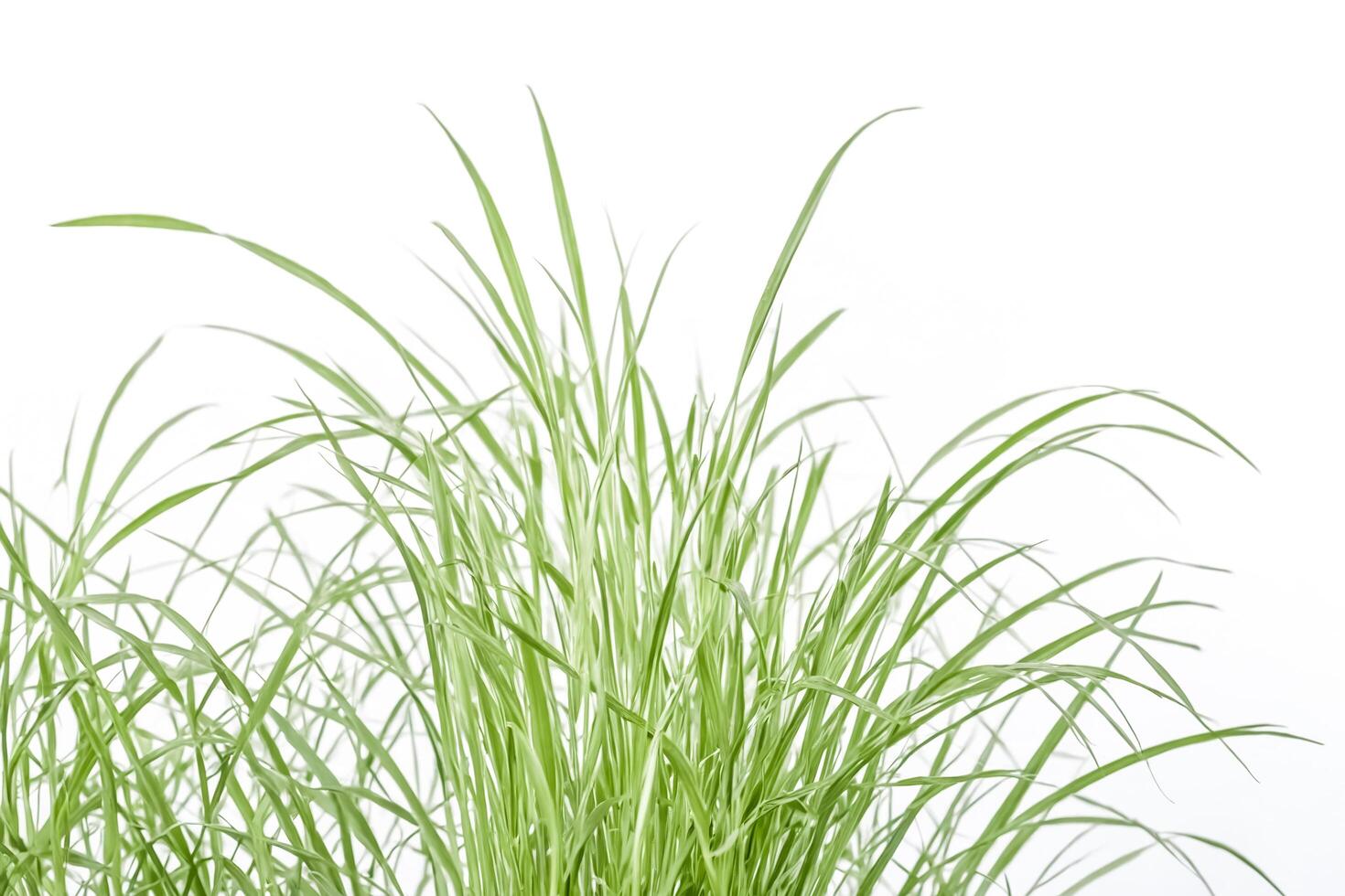 Green Grass Blades On White Background photo
