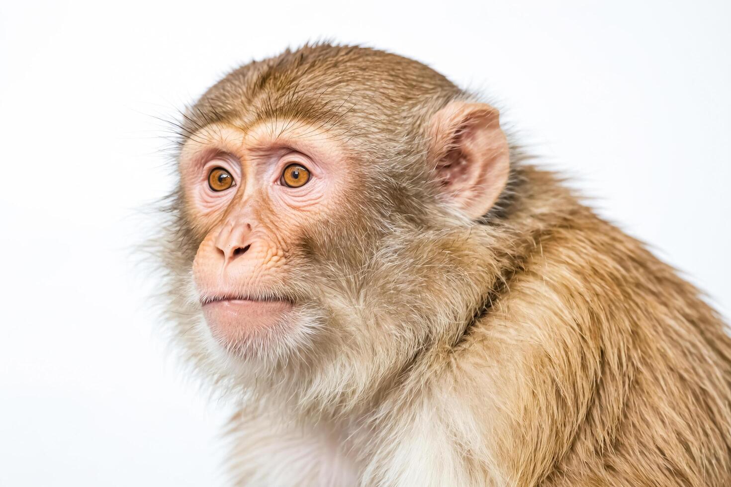 Close-up of a Monkey's Face photo