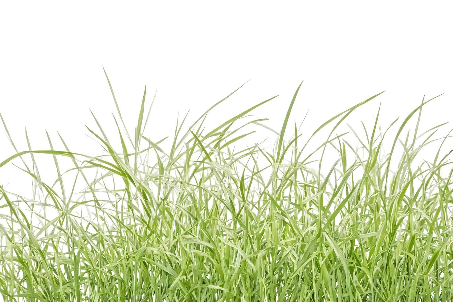Green Grass Blades Isolated on White Background photo