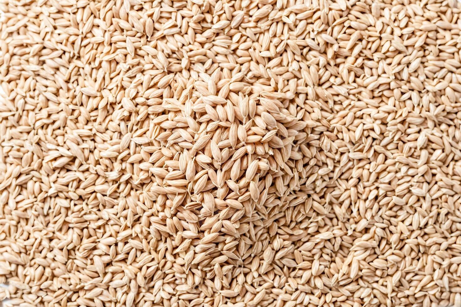 Closeup of Organic Wheat Grains photo