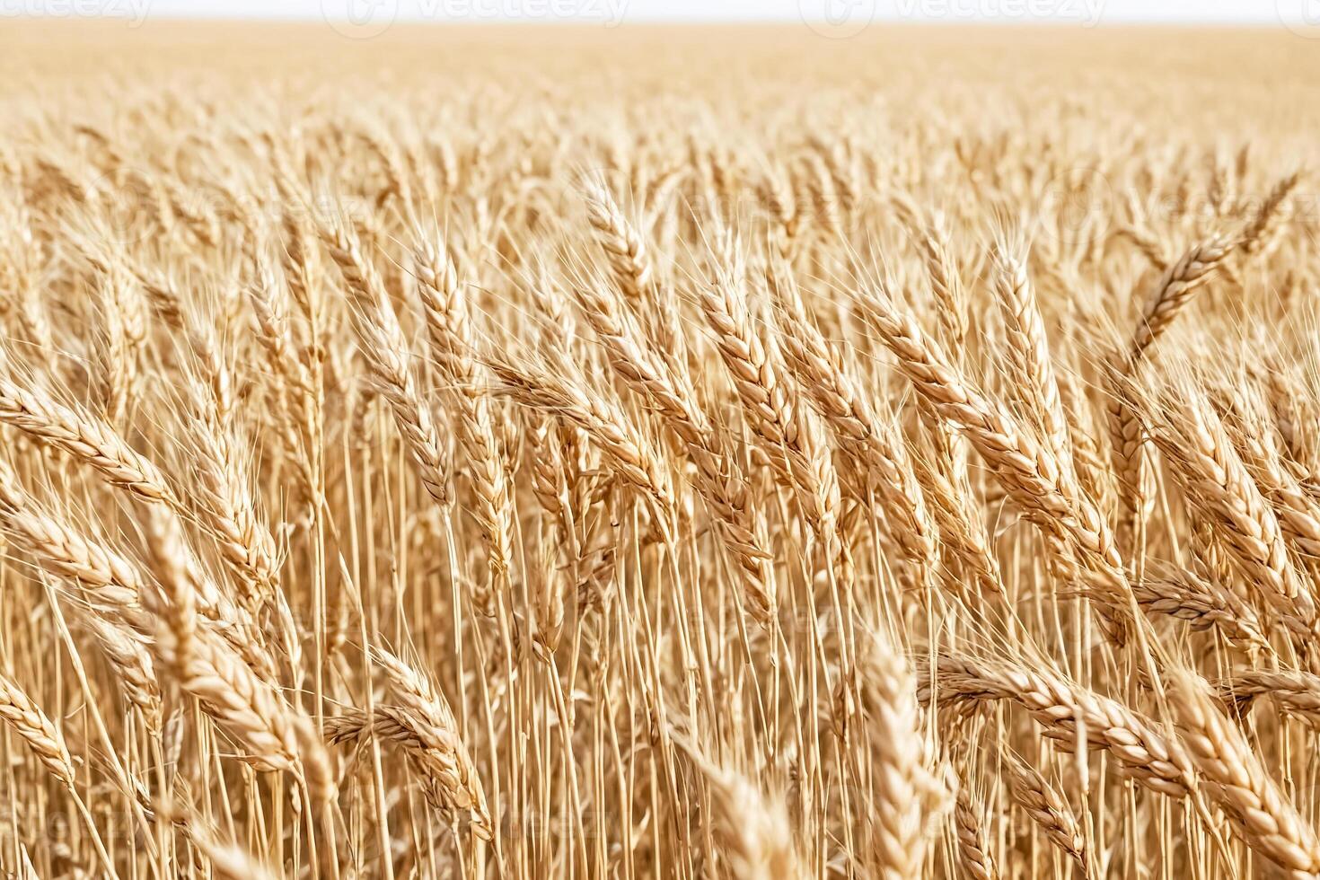 Golden Wheat Field photo