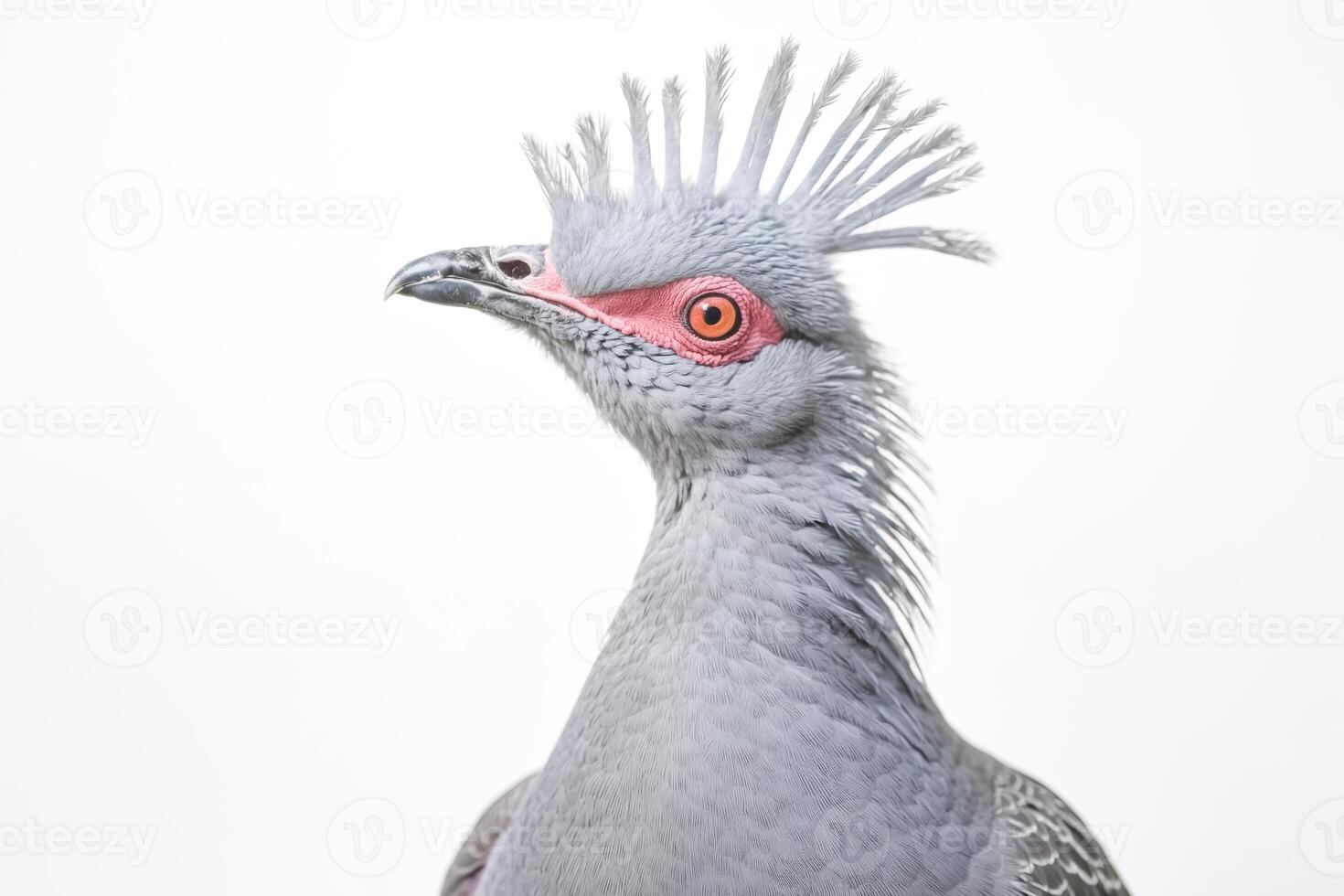 Close-up Portrait of a Victoria Crowned Pigeon with Spiky Feathers photo