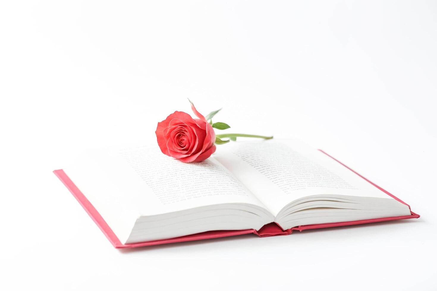 Open Book with a Single Red Rose photo