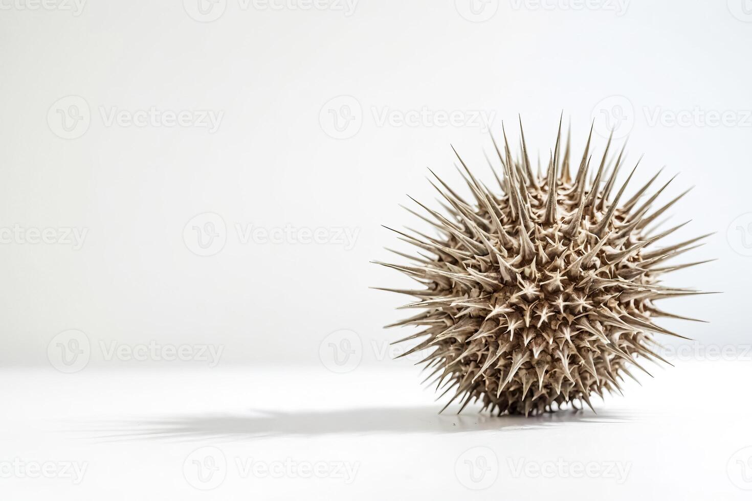Spiky Brown Seed Pod on White Background photo