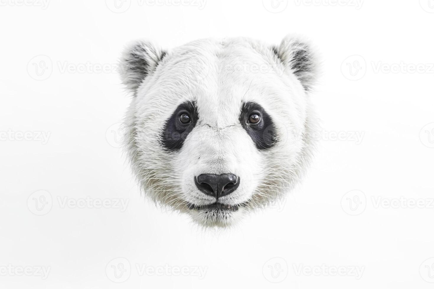 Serene Giant Panda Portrait photo