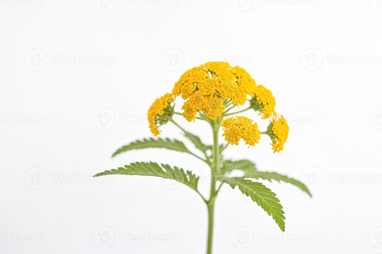 Yellow Flower with Green Leaves on White Background photo