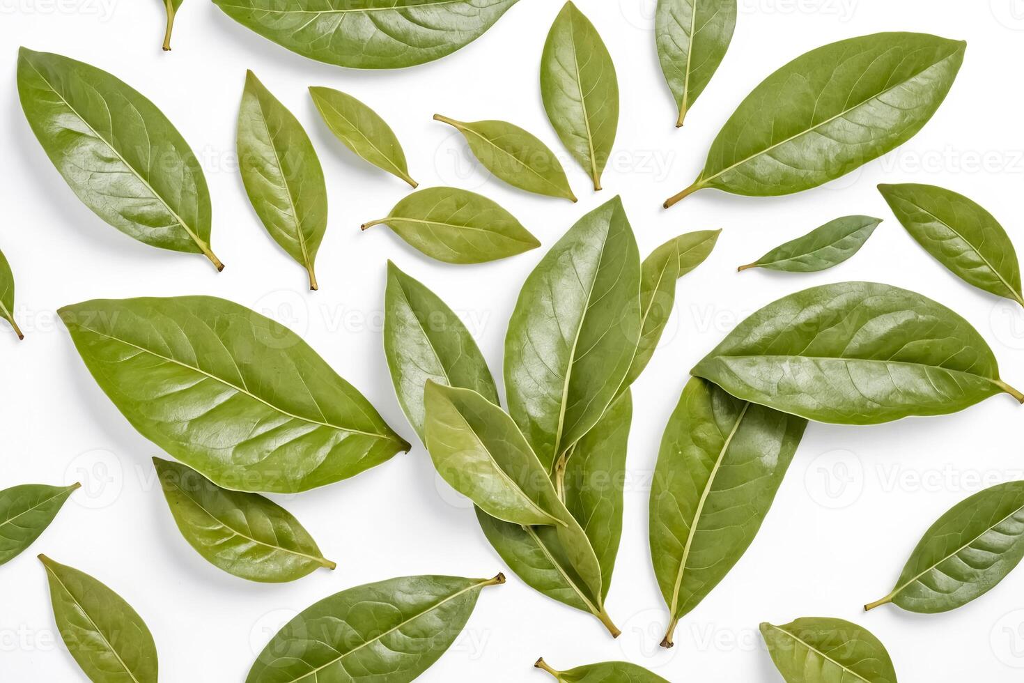 Fresh Green Leaves on White Background photo