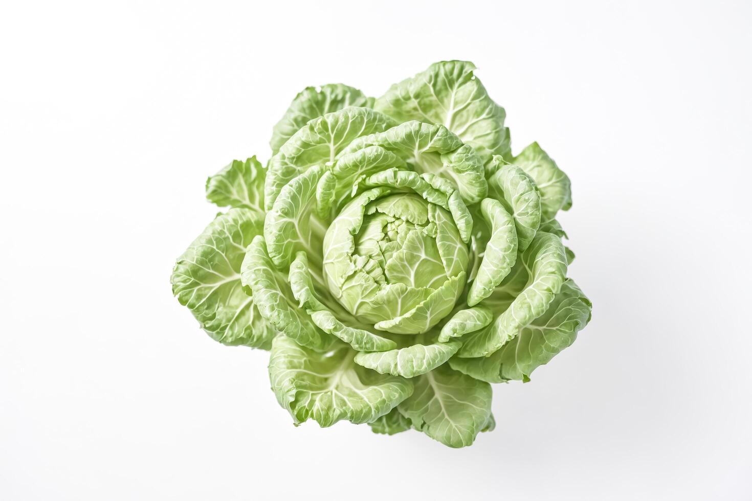 Close-up of a Fresh Green Cabbage Isolated on White photo