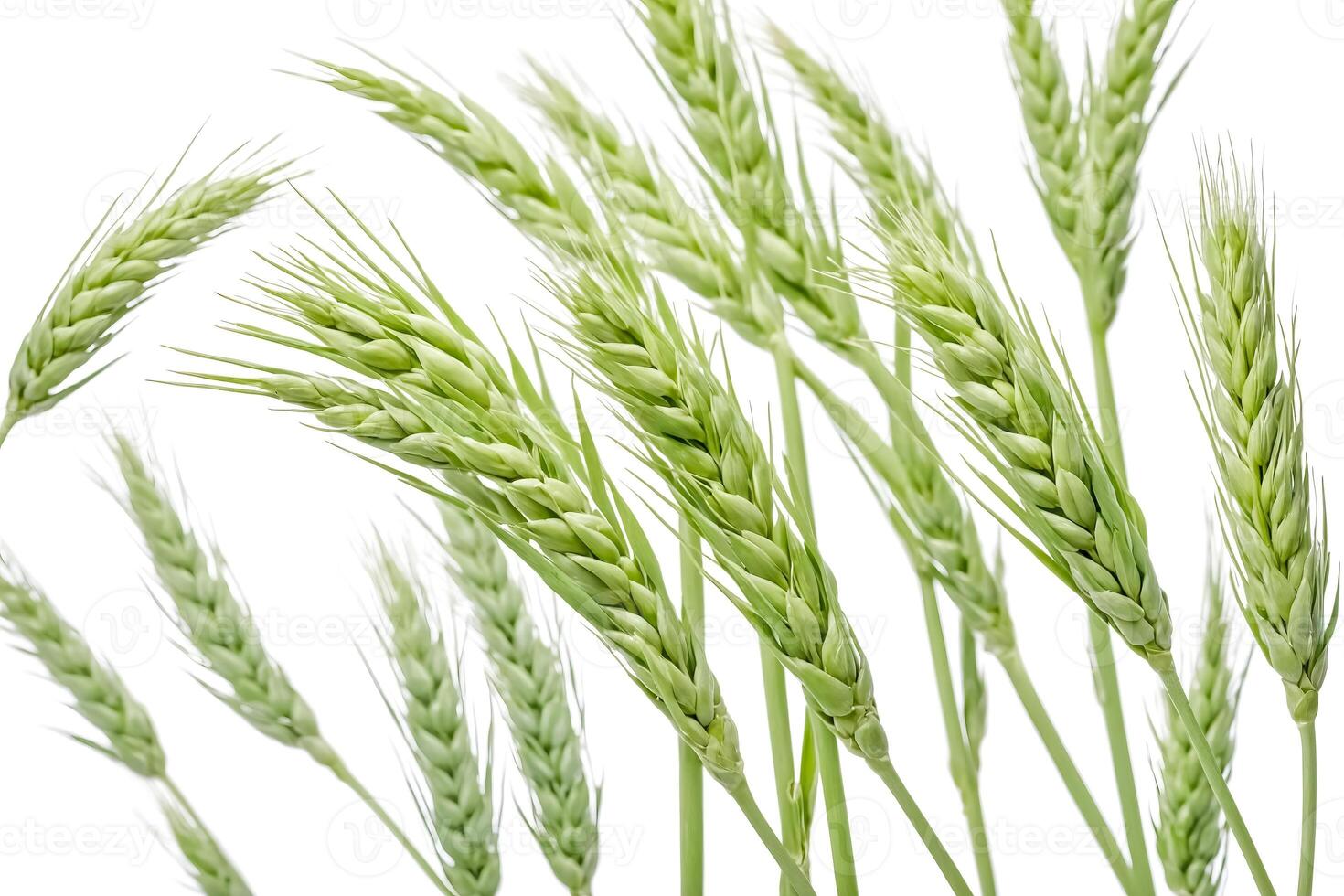 Close-up of Green Wheat Spikes on White Background photo