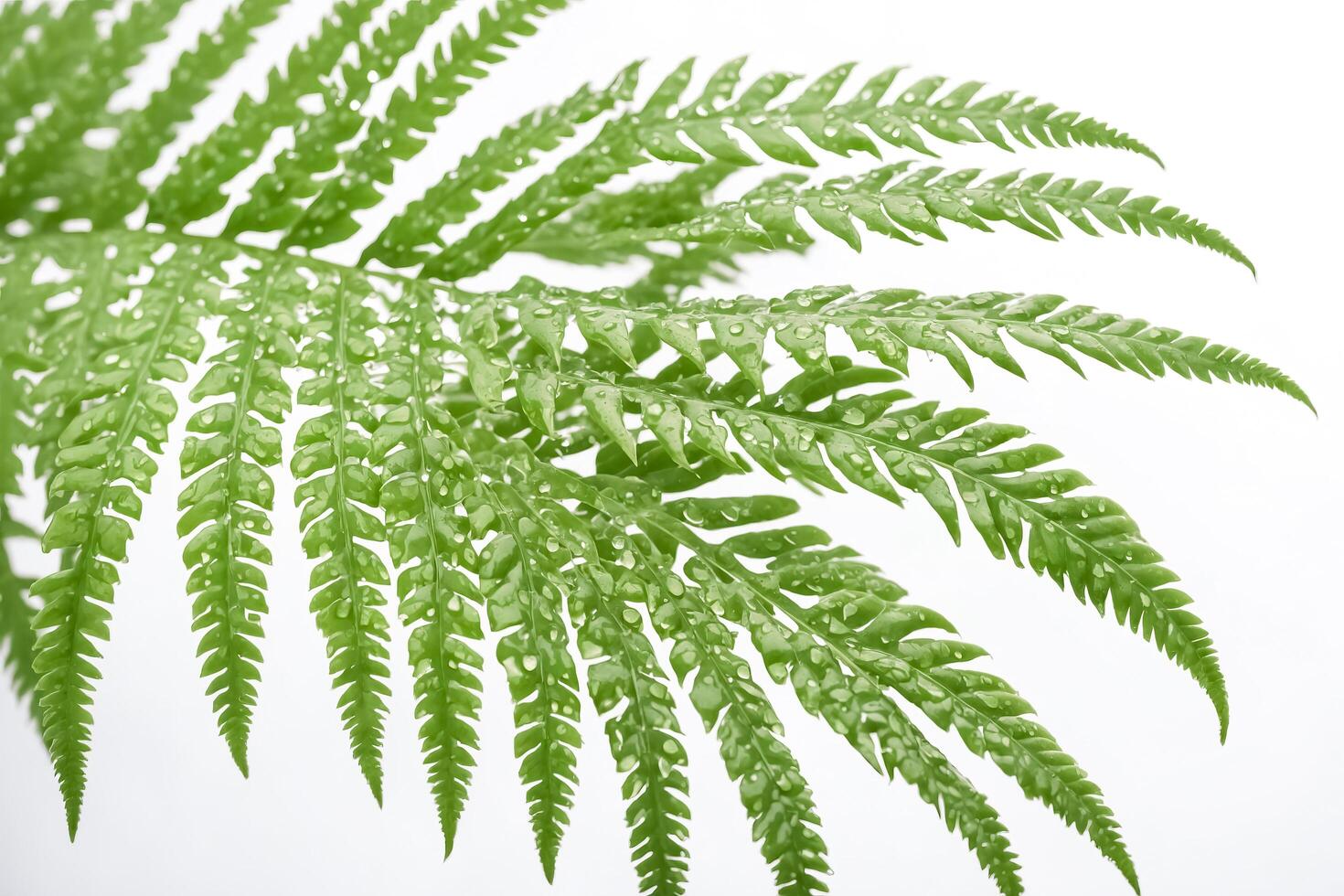 Dewy Fern Fronds on White Background photo