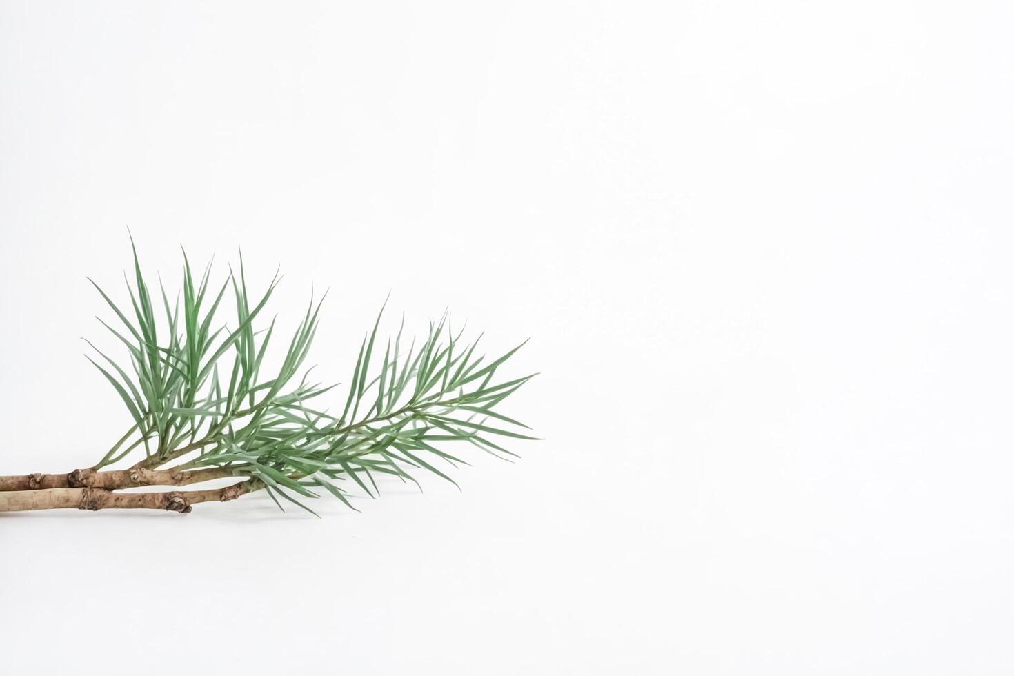 Green Branch on White Background photo