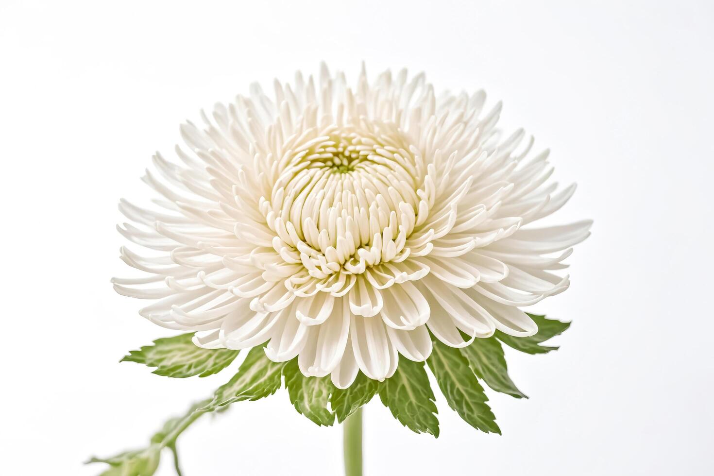 Single White Chrysanthemum Flower with Green Leaves on White Background photo