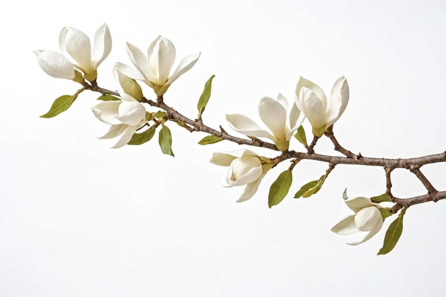 Magnolia Blossom Branch on White Background photo