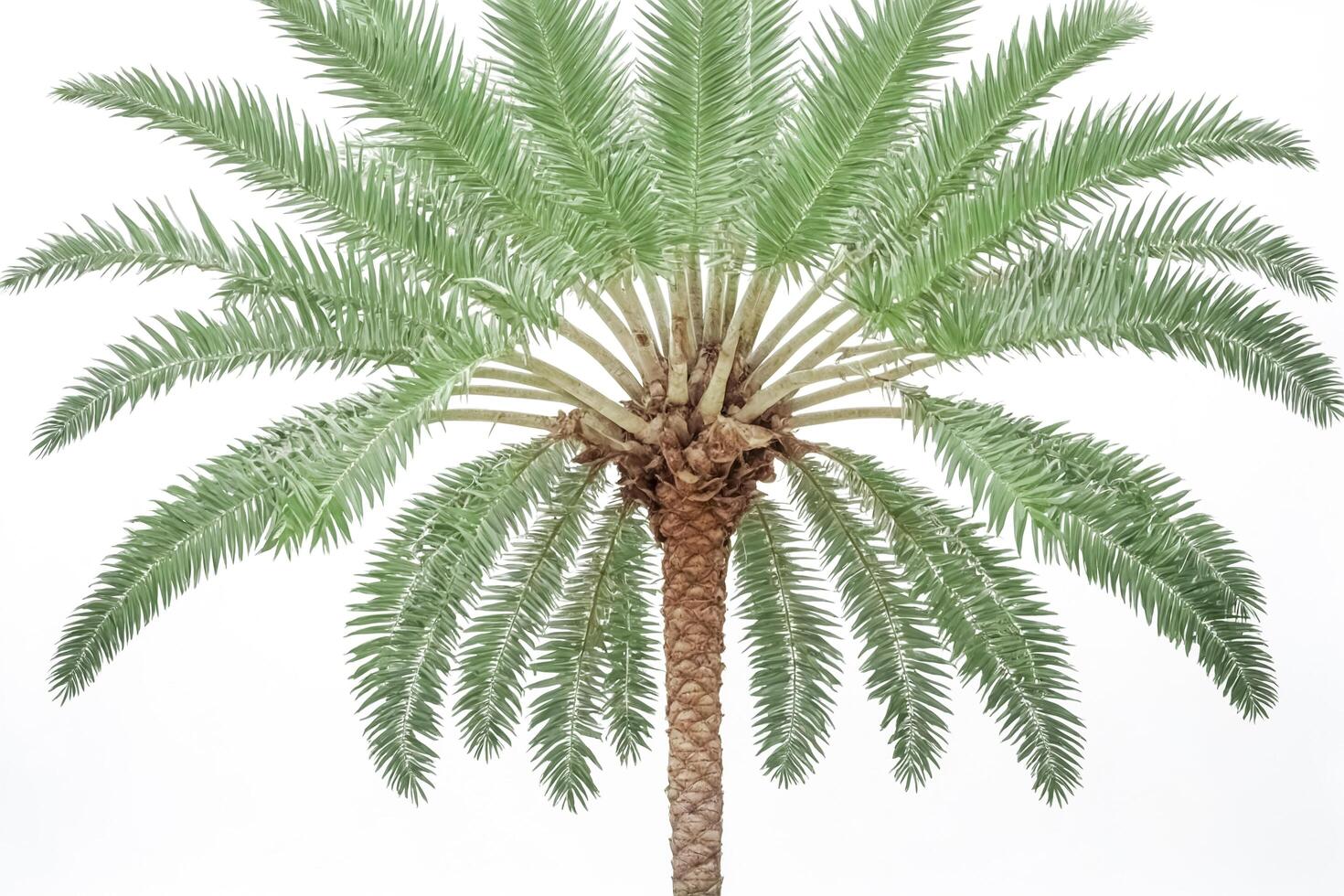 Palm Tree Isolated on White Background photo