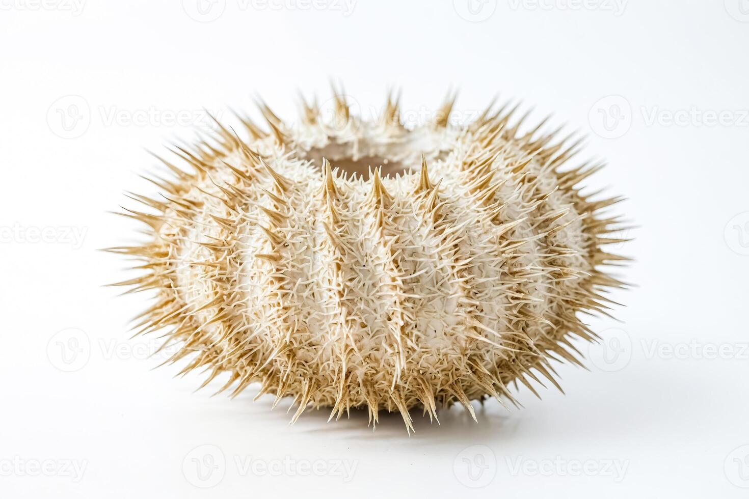 Close Up of a Dried Sea Urchin photo
