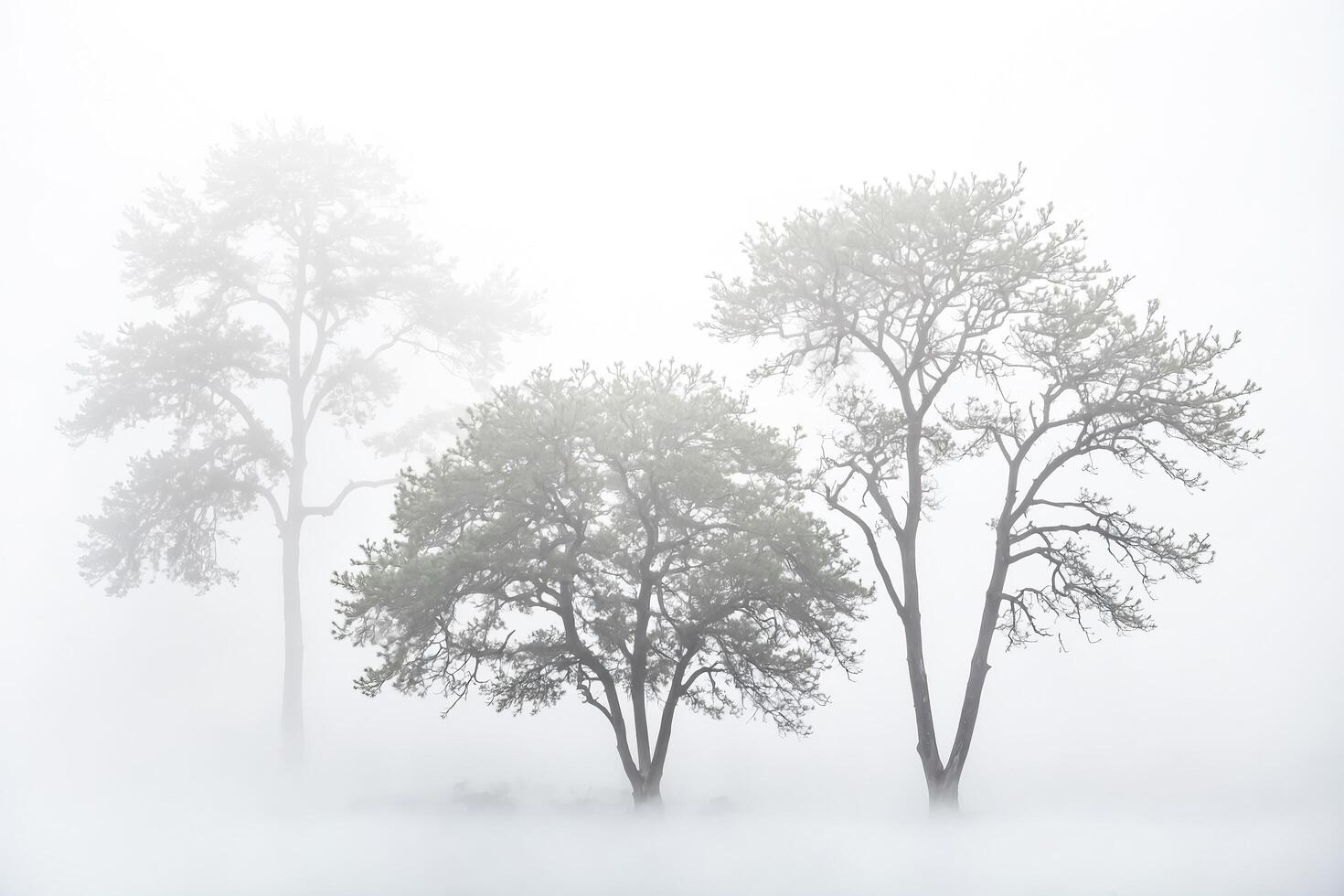 Trees Disappear in a Foggy Forest photo